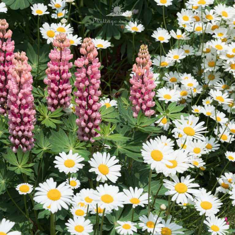 Blooming